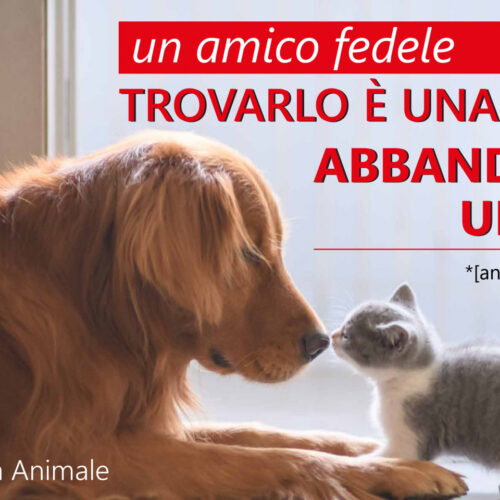 Alessandria contro l’abbandono degli animali: parte la campagna sociale