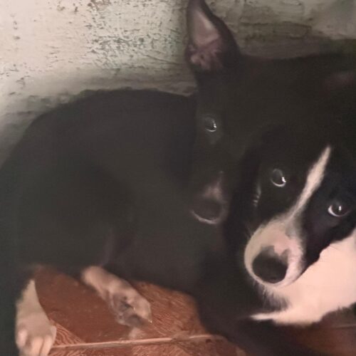 Sequestrate alcune cucciole di pochi mesi a Gabiano, malnutrite e in condizioni di degrado