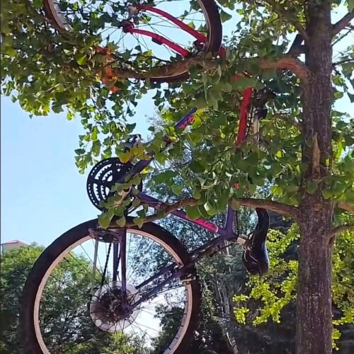 La foto: ai giardini Usuelli una bici appesa a un albero