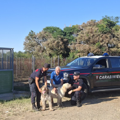 Canile minacciato dalle fiamme nei giorni dell’incendio a Sezzadio: Carabinieri Forestali salvano 20 cani