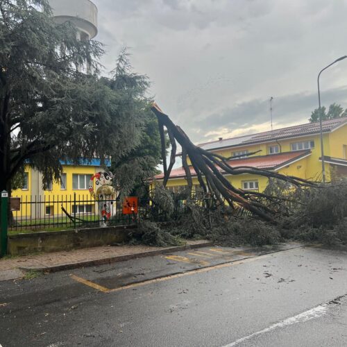 Maltempo: a Frugarolo alberi abbattuti dal vento. Crolla un cedro nel cortile della scuola