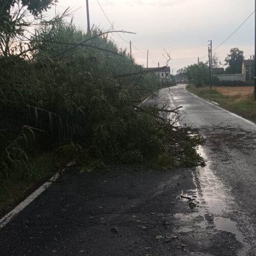 Maltempo: piante abbattute dal vento in alcune strade di Masio