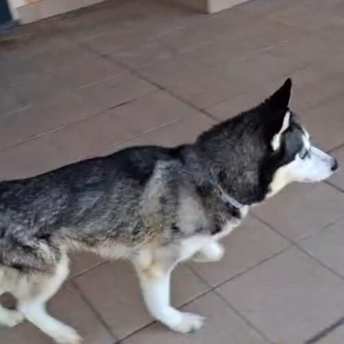 Lasciata sola e denutrita. Husky ora spera in una “adozione del cuore”