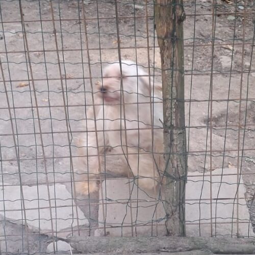 Vivevano nel degrado e senza cure. Oipa salva cinque cani