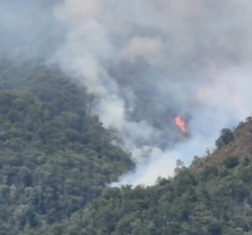 Incendi boschivi, il monito di agronomi e forestali: “Necessaria prevenzione e gestione dei boschi per ridurre il rischio”