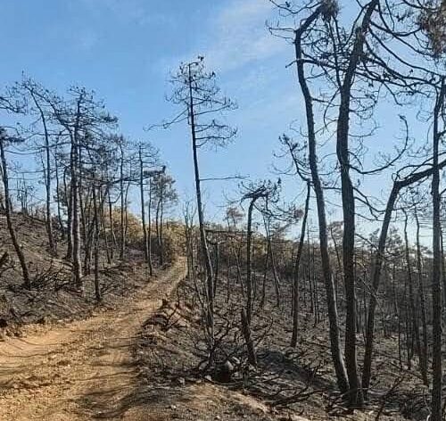 Mornese e Casaleggio Boiro dopo gli incendi: “Lavagnina e Cravaria non saranno più come prima”