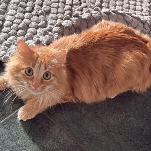 Ritrovata la gattina “Sanny” ad Alessandria