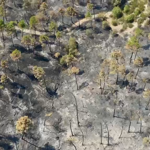 Decine di rigogliosi alberi trasformati in stuzzicadenti: il video dei droni sul rogo di Mornese