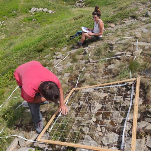 Piante alpine, aumentano le estinzioni sulle vette europee: lo studio che ha coinvolto l’Università di Pavia