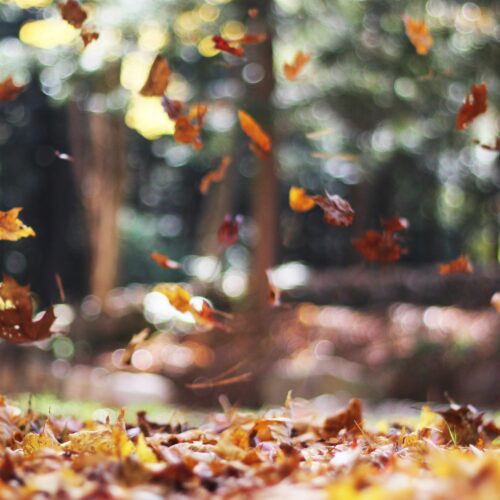 Autunno in Piemonte, piogge in aumento ma il caldo non molla. Che ottobre ci aspetta secondo Arpa
