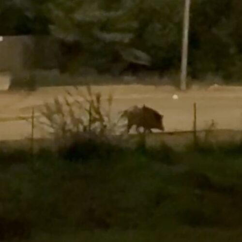 Avvistato un altro cinghiale al quartiere Cristo di Alessandria
